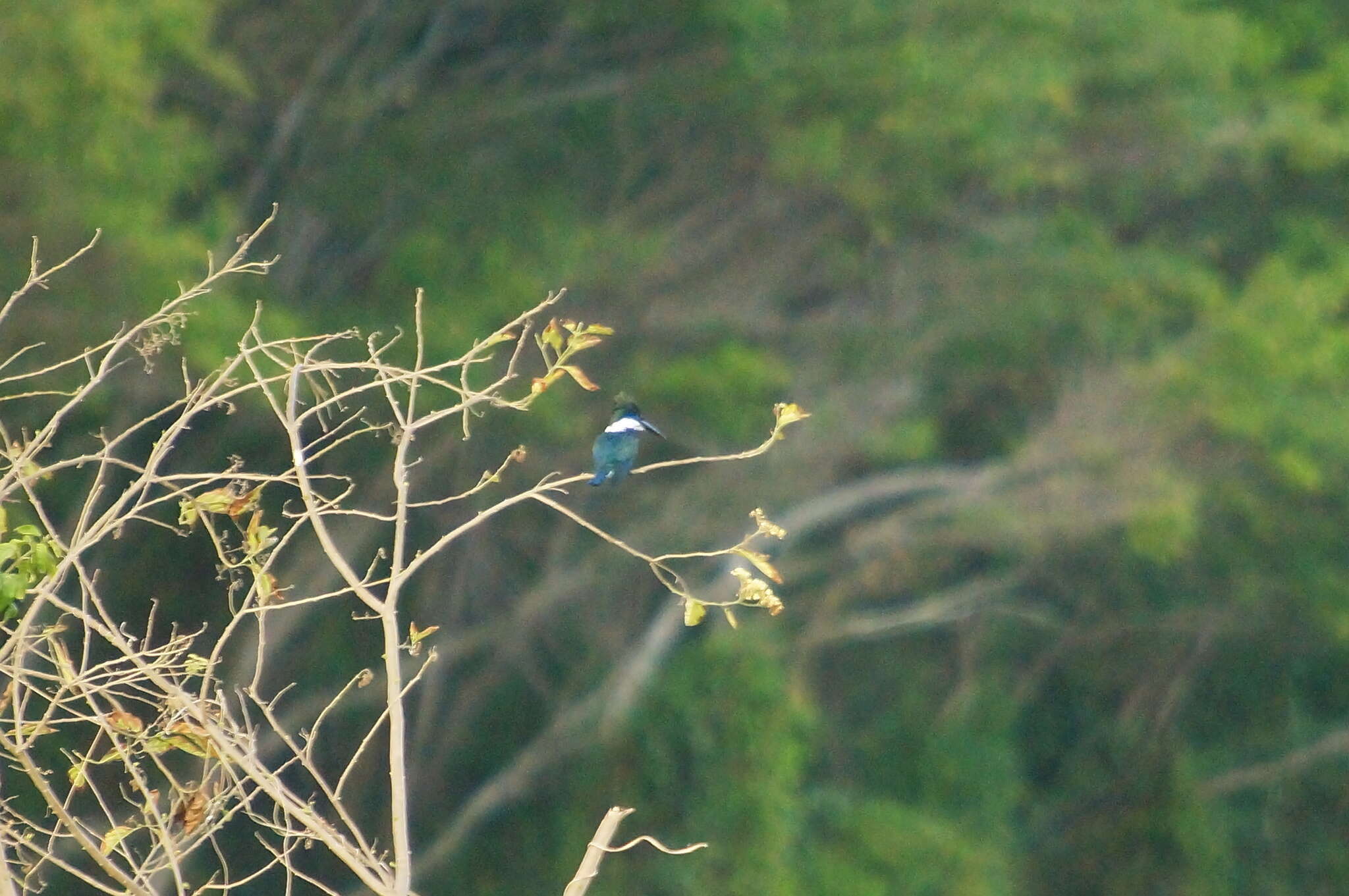 Plancia ëd Chloroceryle amazona (Latham 1790)