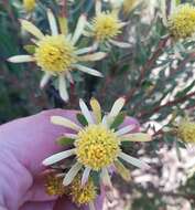 Image of Leucadendron modestum I. Williams