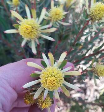 Image of Leucadendron modestum I. Williams