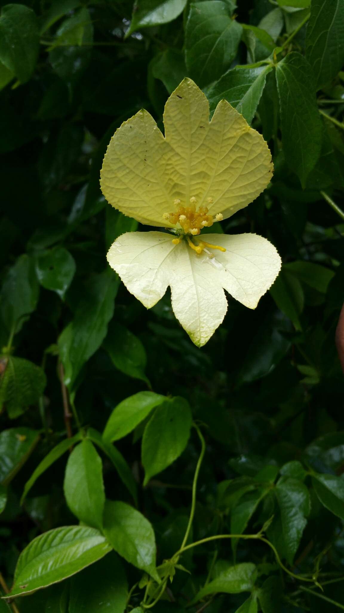 Sivun Dalechampia subternata Müll. Arg. kuva