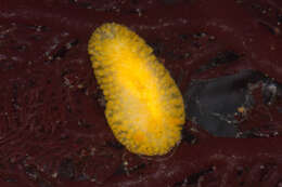 Image of Atalodoris jannae (Millen 1987)