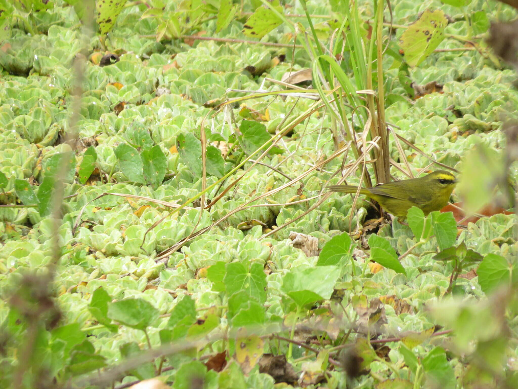 Image of Pale-legged Warbler