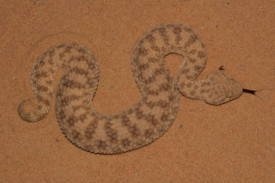 Image of Sahara Sand Viper