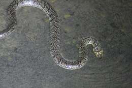 Image of Smith's African Water Snake