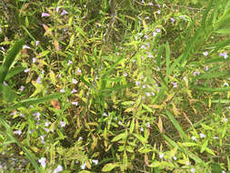 Image of Ozark calamint