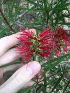 Sivun Callistemon linearifolius (Link) DC. kuva