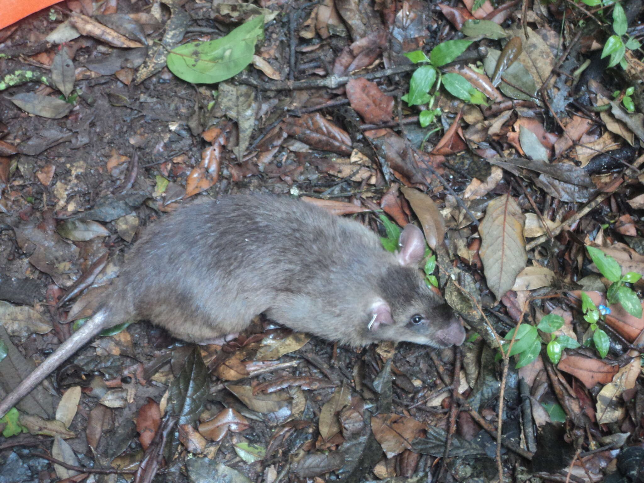Image of Forest Giant Pouched Rat