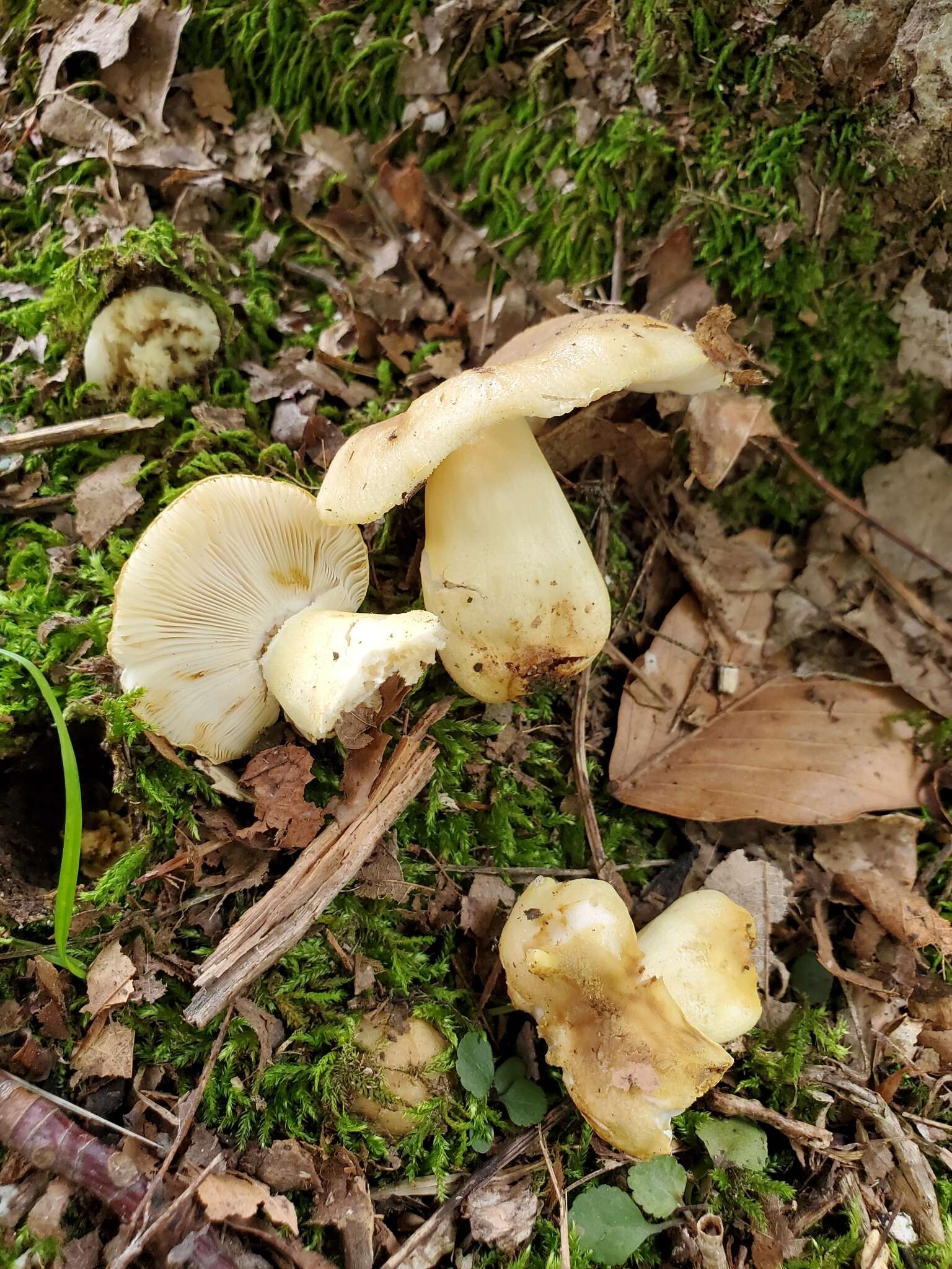 صورة Russula pulverulenta Peck 1902