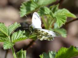 Image of orange tip