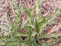 Imagem de Eryngium coronatum Hook. & Arn.