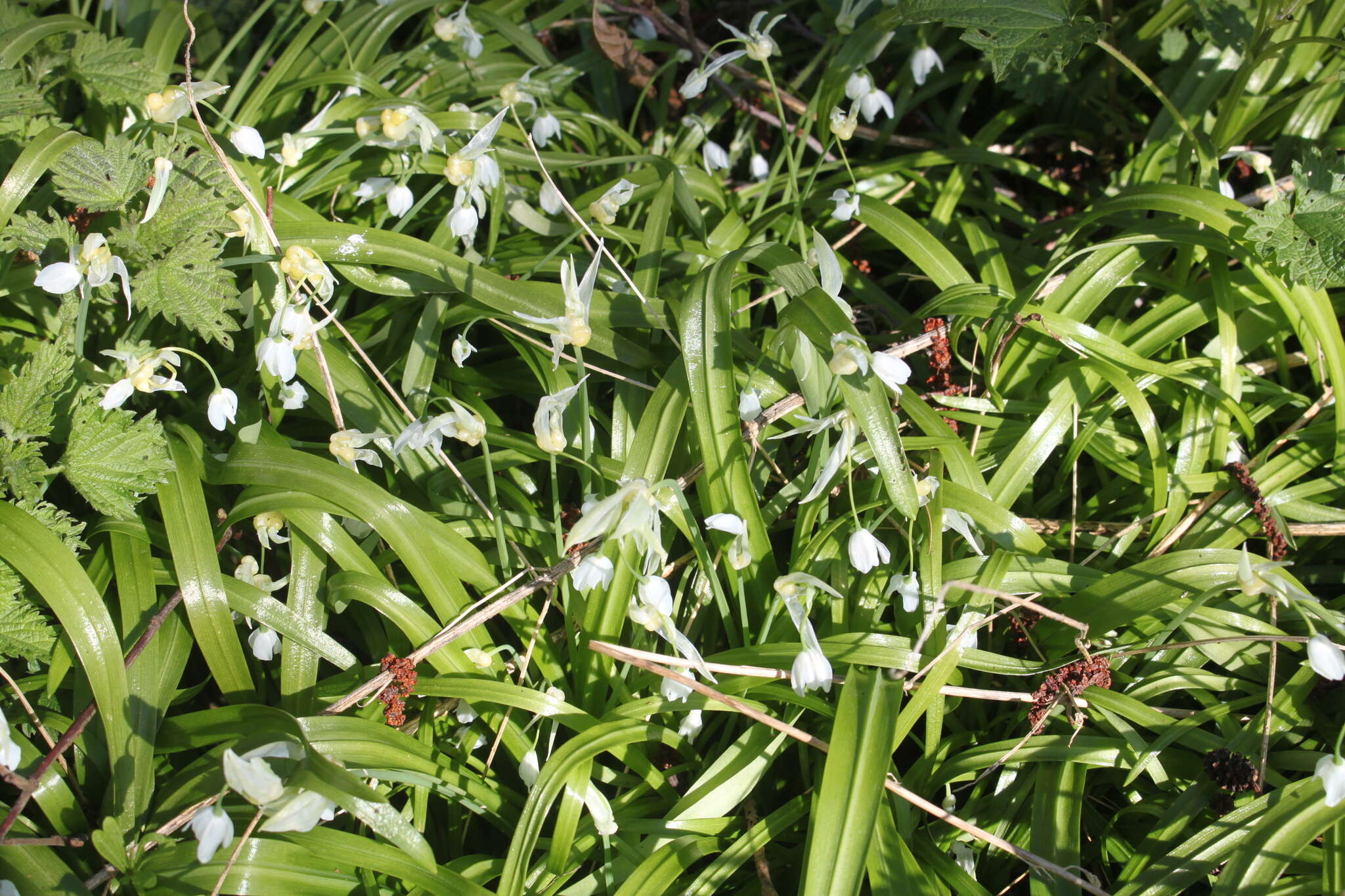 Image of few-flowered leek