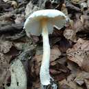 Image of Lepiota clypeolaria var. ochraceosulfurescens (Locq. ex Bon) P. Roux & Guy García