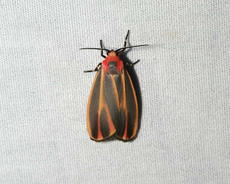 Image of Painted Lichen Moth