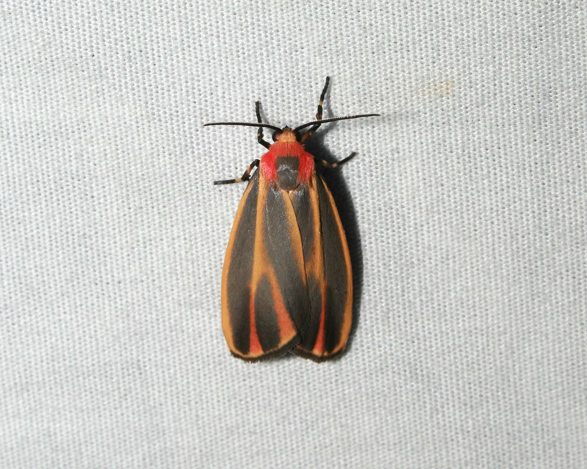 Image of Painted Lichen Moth