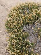 Image of mat prickly phlox