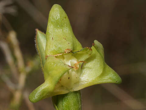 Image of Disperis cucullata Sw.