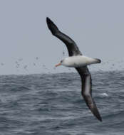 Image de Thalassarche melanophris impavida