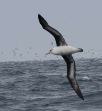 Image of Thalassarche melanophris impavida