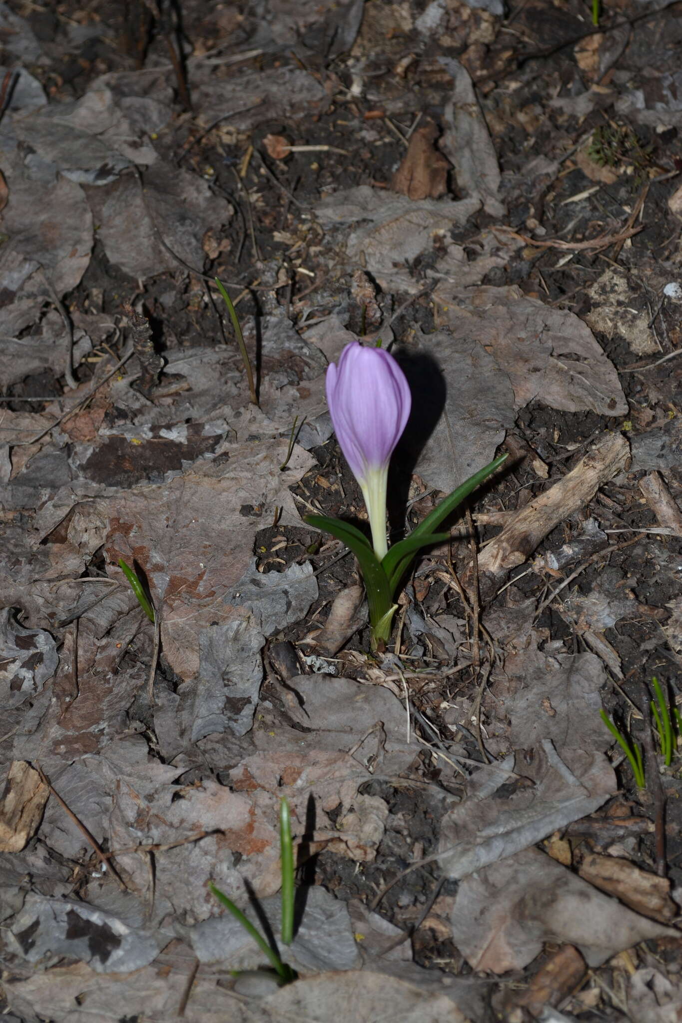 Image of Colchicum bulbocodium subsp. versicolor (Ker Gawl.) K. Perss.