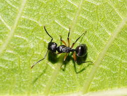 Image de Polyrhachis femorata Smith 1858