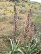 Sivun Eremurus inderiensis (M. Bieb.) Regel kuva