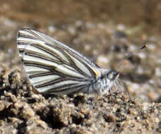 Image of Margined White