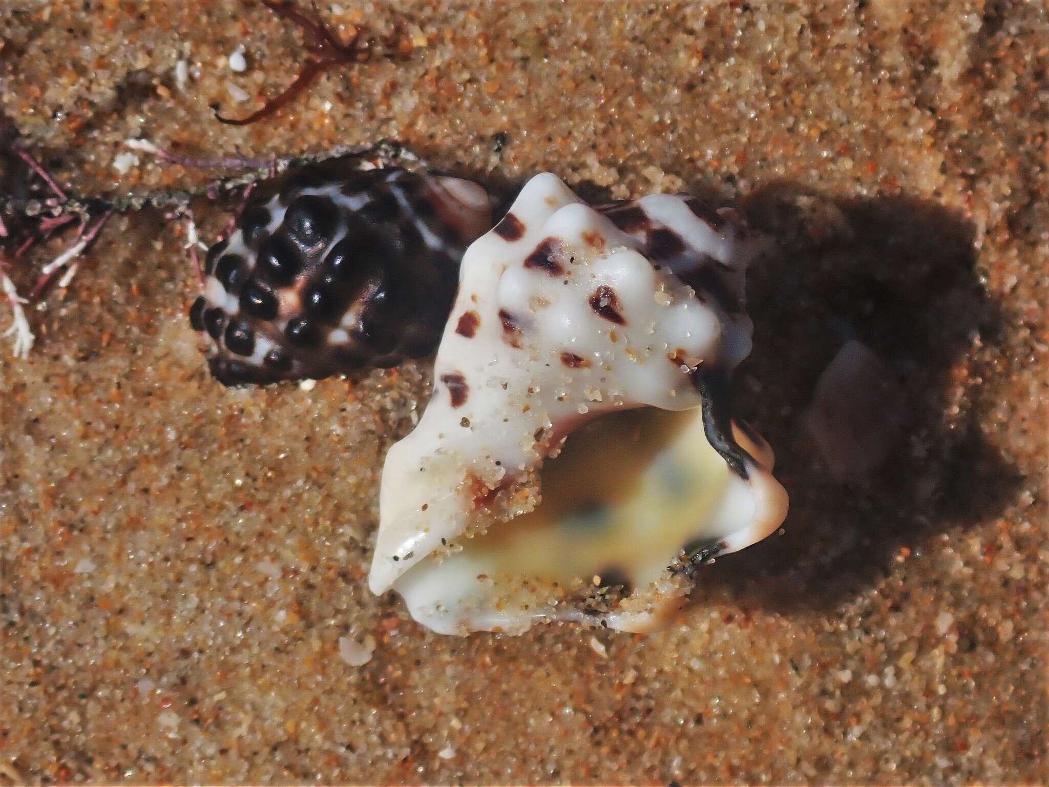 Image of humped rock shell