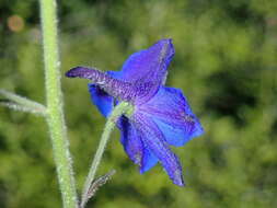 Plancia ëd Delphinium alabamicum R. Kral