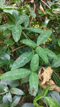 Image of Tetrastigma formosanum (Hemsl.) Gagnep.