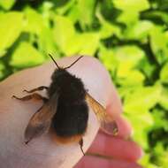 Image of Bombus flavescens Smith 1852