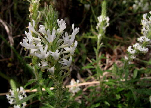 Image of Dischisma ciliatum (Berg.) Choisy