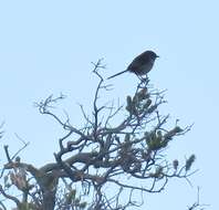 Image of Karoo Prinia