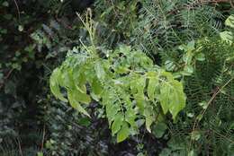 Image of Solanum chacoense Bitter