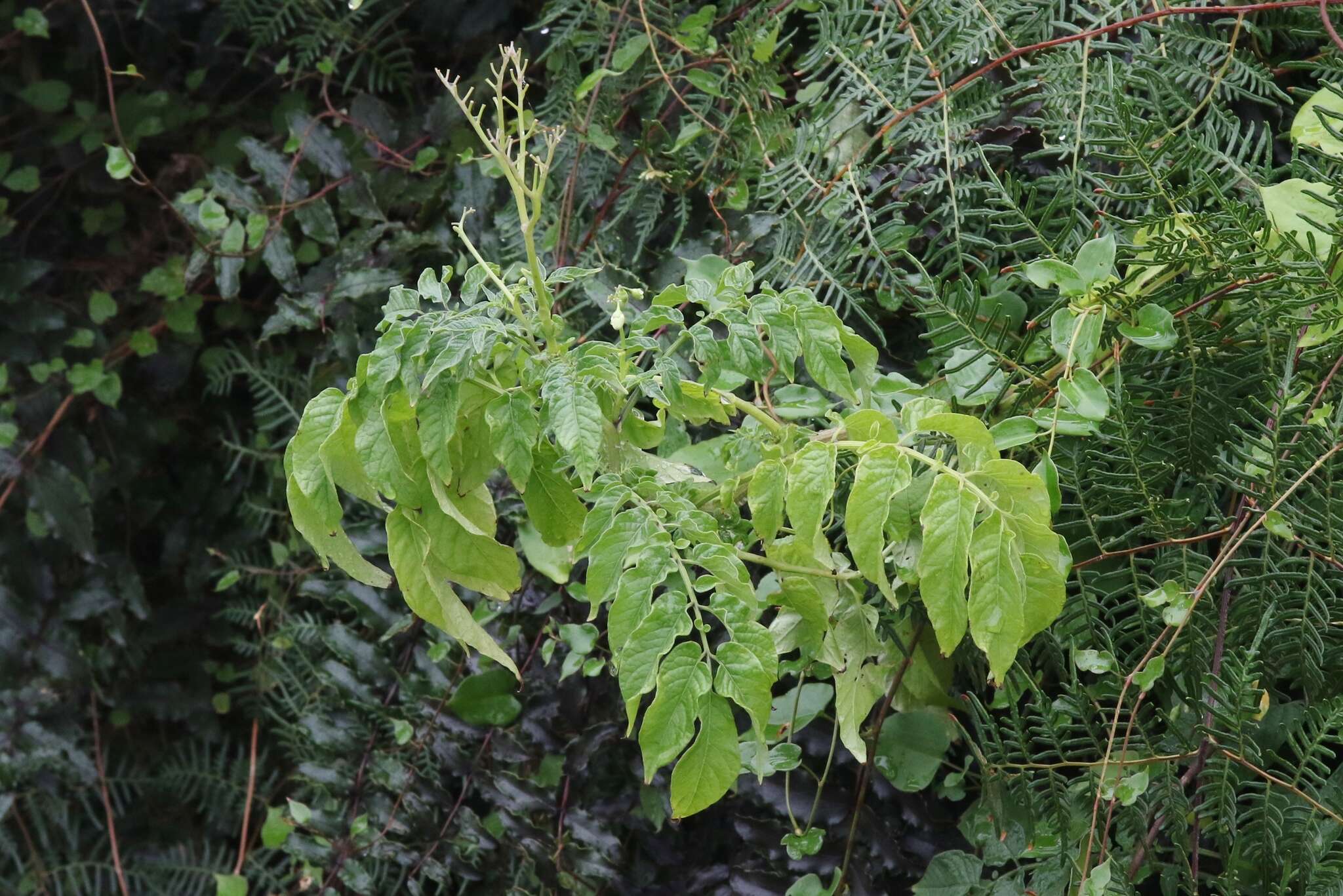 Image of Solanum chacoense Bitter