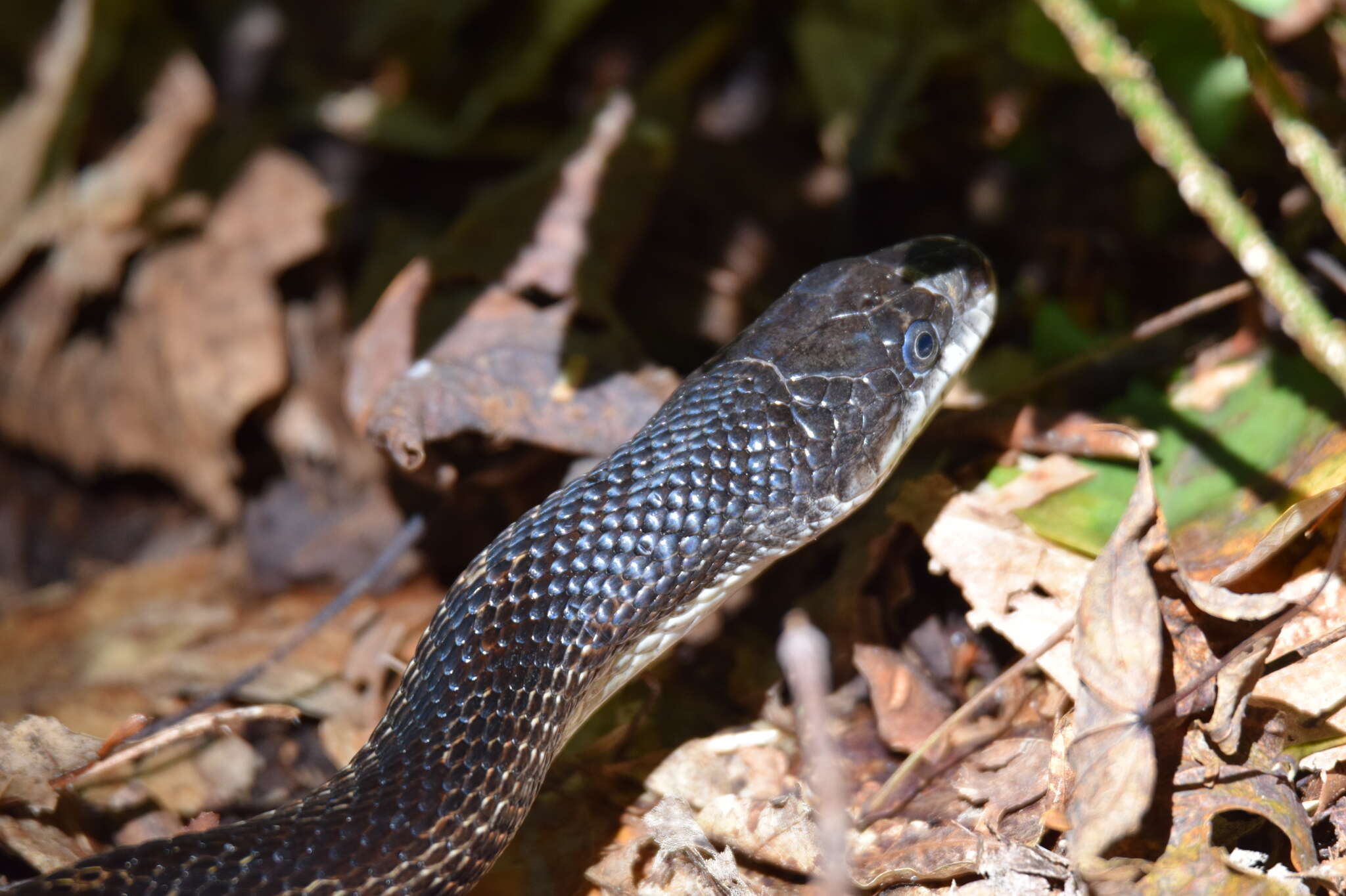 Image of Pantherophis spiloides (A. M. C. Duméril, Bibron & A. H. A. Duméril 1854)