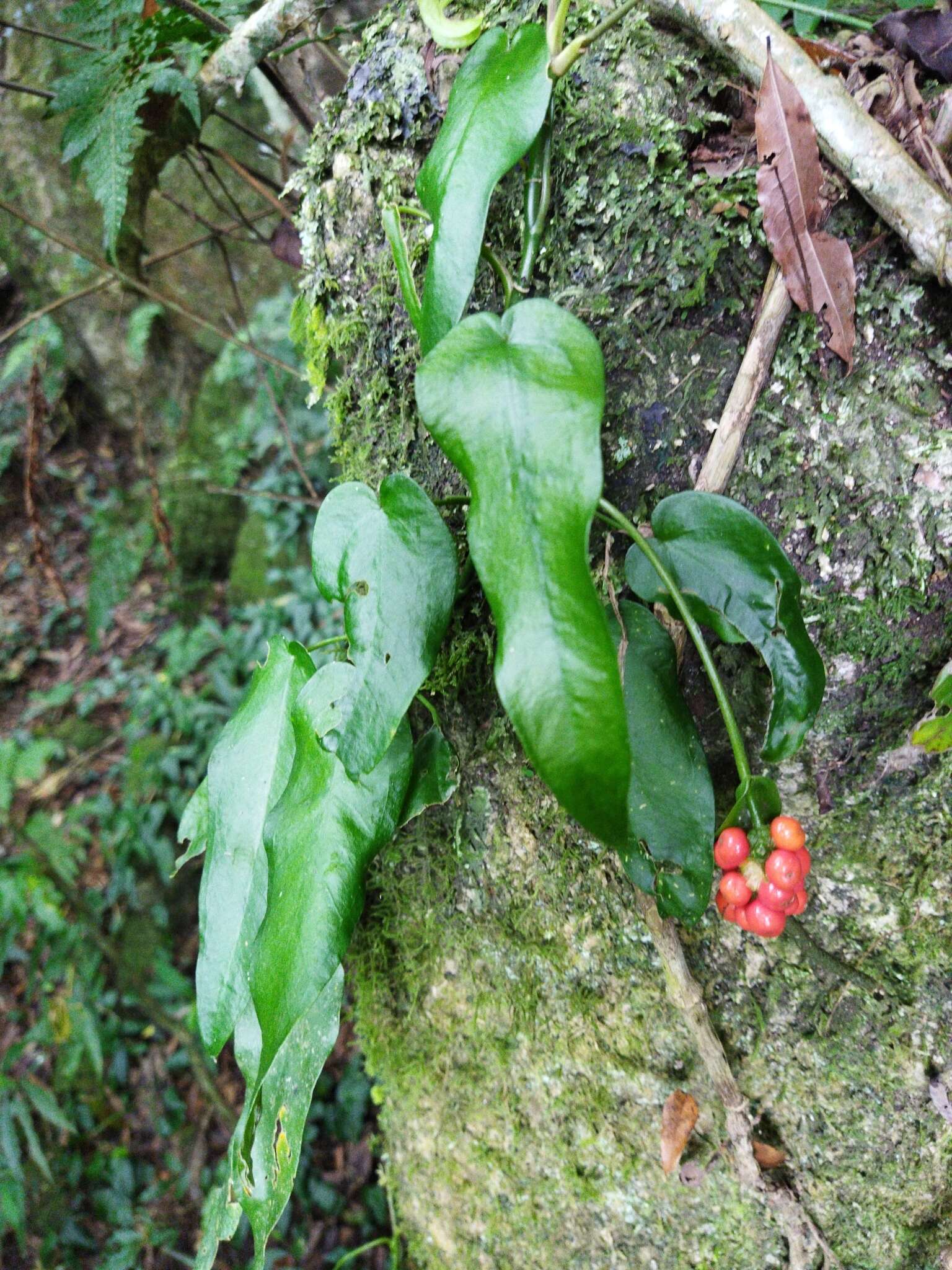 Image of Anthurium flexile Schott