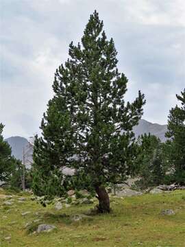 Image of Mountain Pine