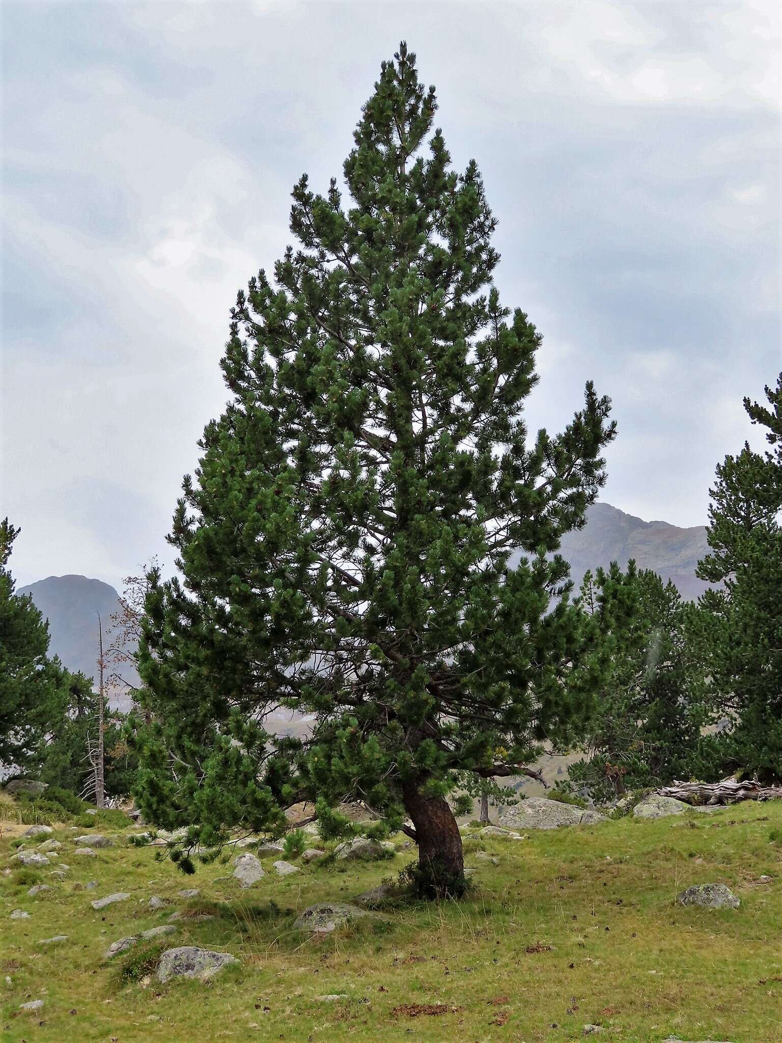 صورة Pinus uncinata Ramond ex DC.