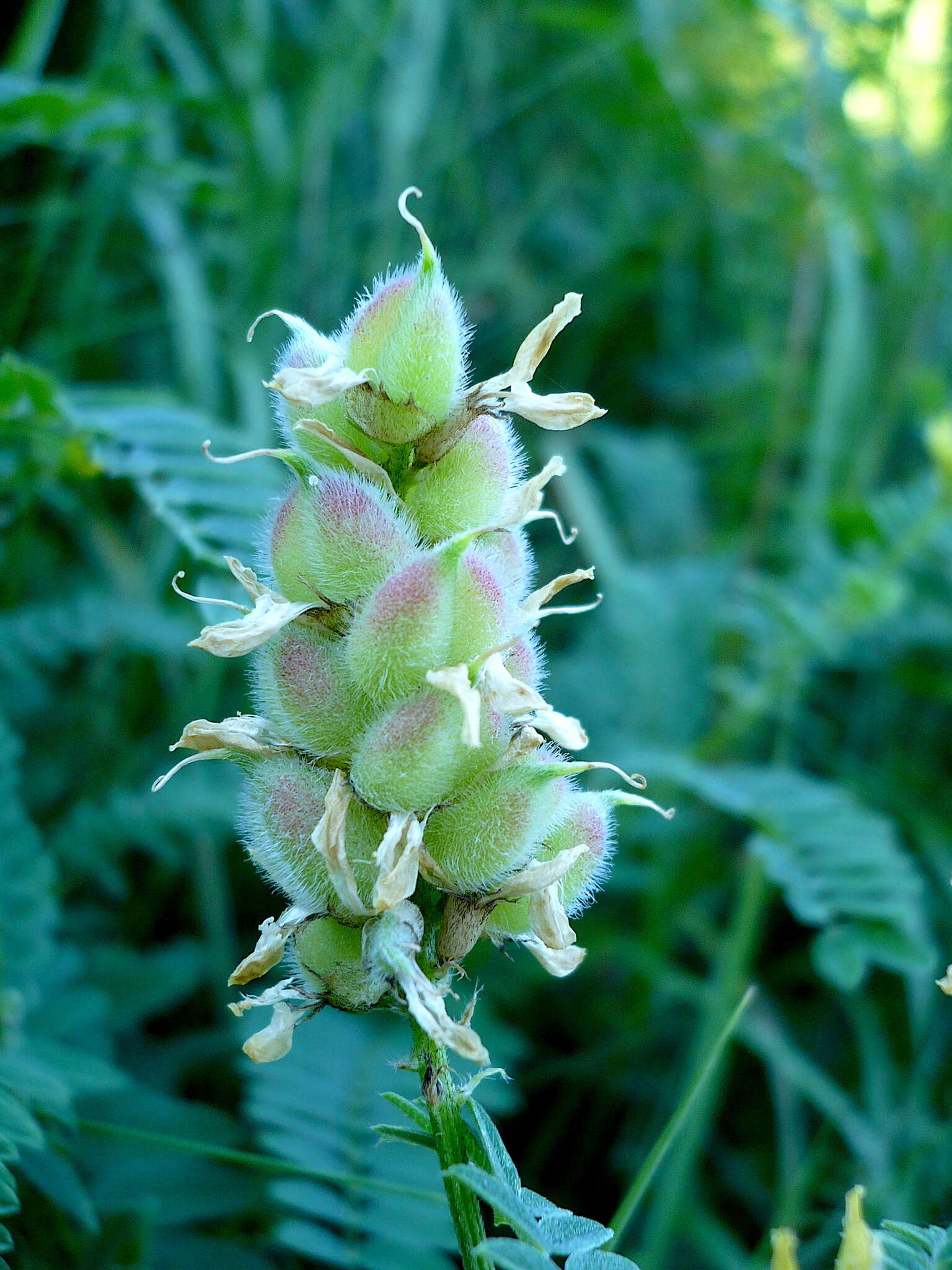 Image of chickpea milkvetch