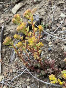 Image de Sedum rupicola G. N. Jones