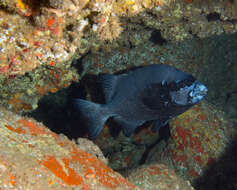 Image of Rock porgy