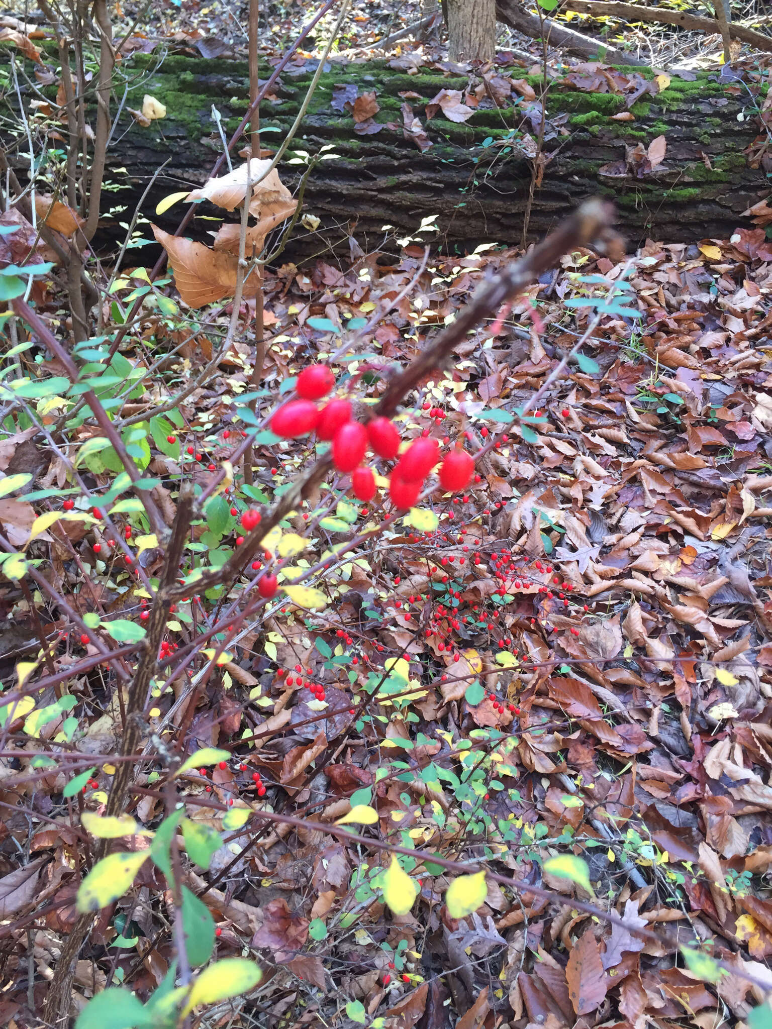 Image of Japanese barberry