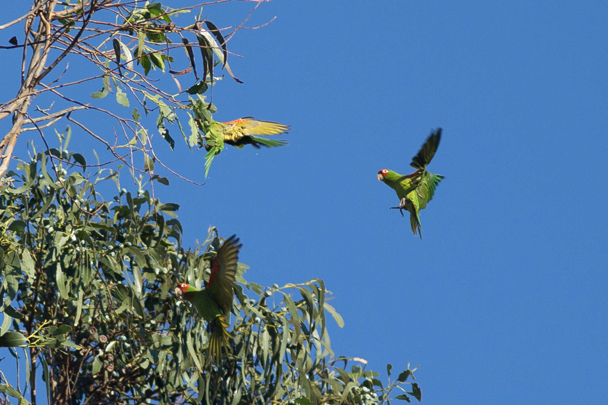 Image of Red-masked Conure