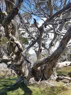 Image of Eucalyptus pauciflora subsp. niphophila (Maiden & Blakely) L. A. S. Johnson & Blaxell