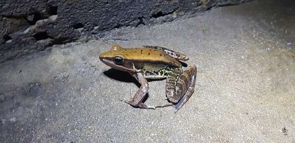 Image of Guenther's Amoy Frog
