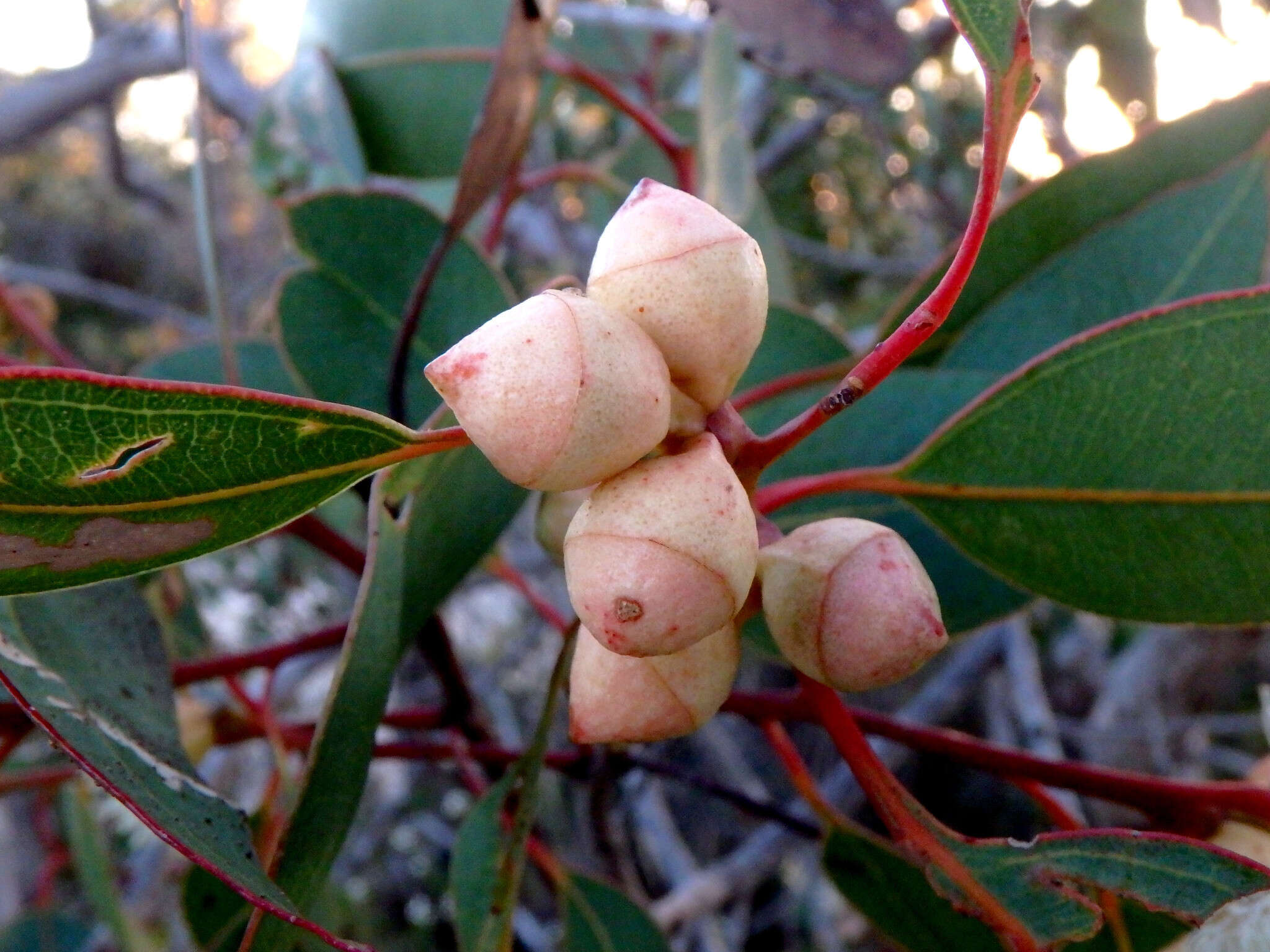 صورة Eucalyptus cosmophylla F. Müll.