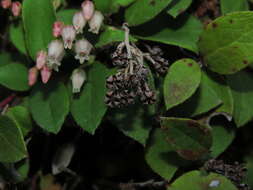 Plancia ëd Gaultheria nubigena (R. Phil.) B. L. Burtt & Sleum.