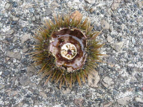 Image of green sea urchin