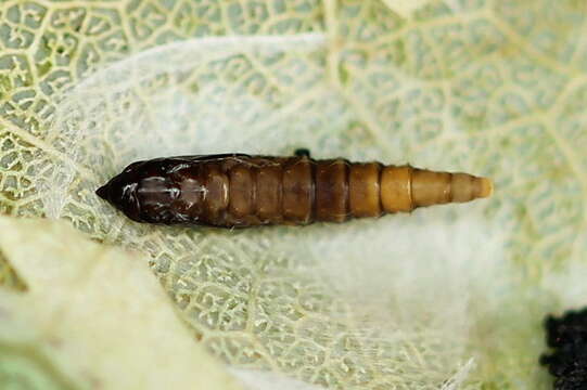 Phyllonorycter sagitella (Bjerkander 1790)的圖片