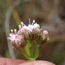 Sivun Valeriana capensis Thunb. kuva